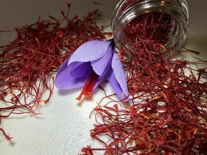 تصویر 3 از زعفران نیم مثقال مجتهدی با رنگ‌ دهی مناسب برای مصرف خانگی